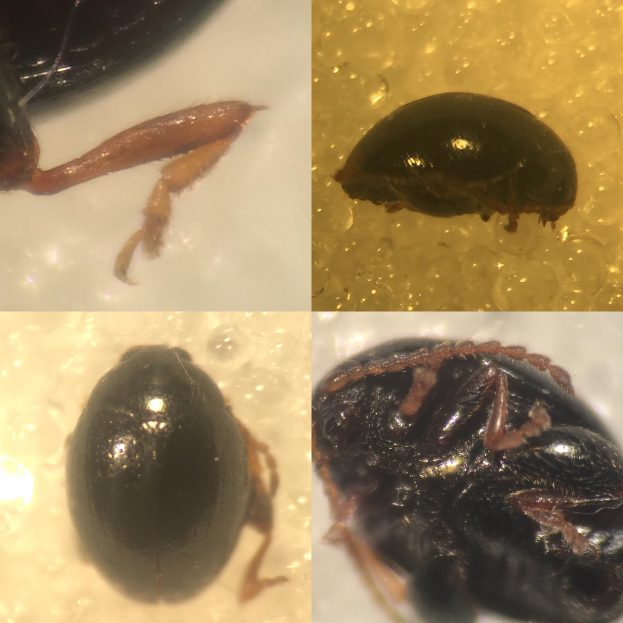 Apteropeda globosa (Apteropeda globosa) Naturbasen