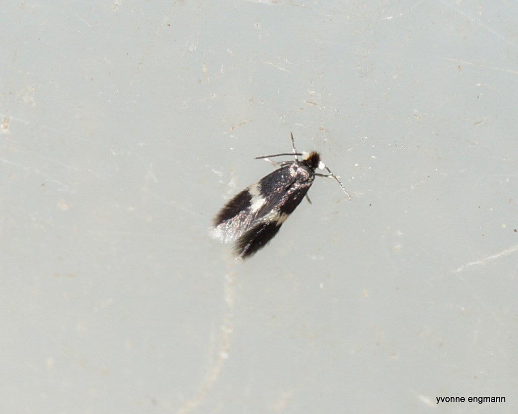 Ectoedemia minimella (Ectoedemia minimella)