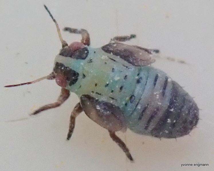 Arytainilla spartiophila (Arytainilla spartiophila)