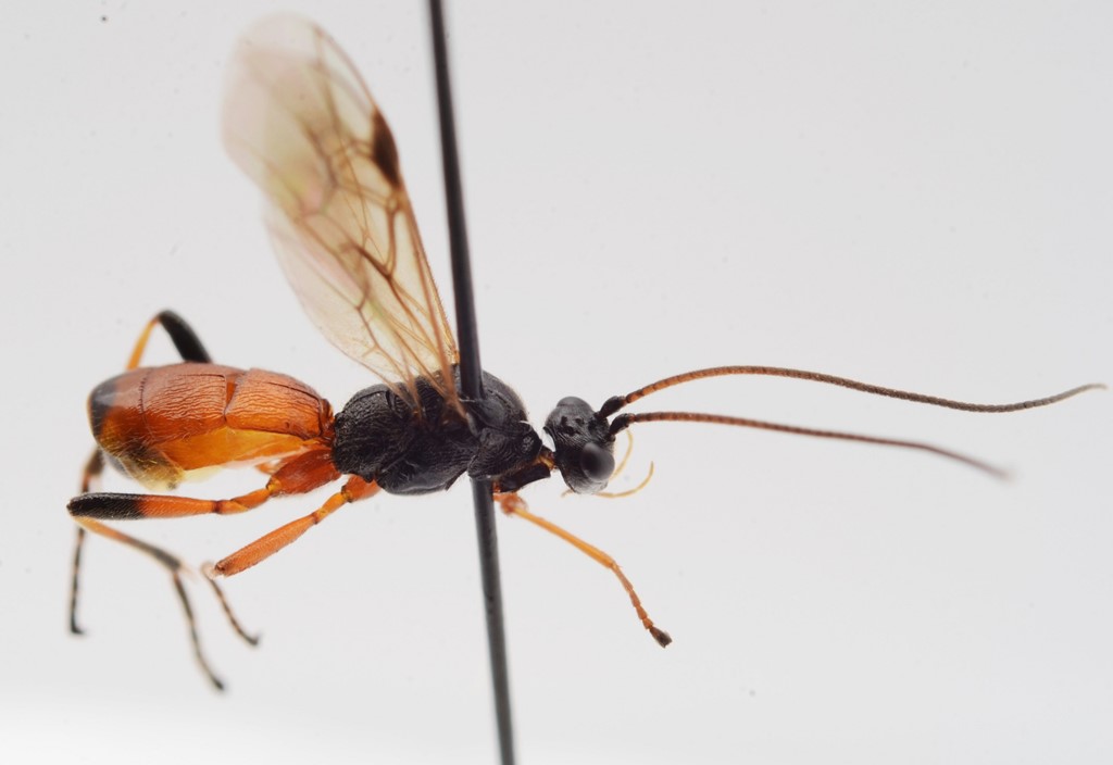 Aleiodes apicalis (Aleiodes apicalis)