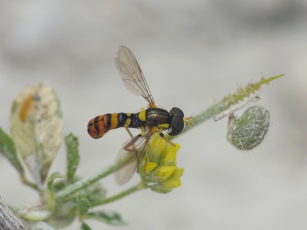 Ruderat-Kuglebærerflue (Sphaerophoria rueppelli)