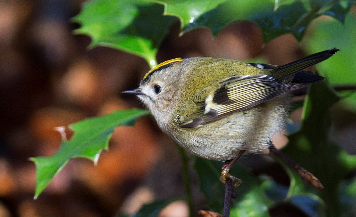 Fuglekonge (Regulus regulus)