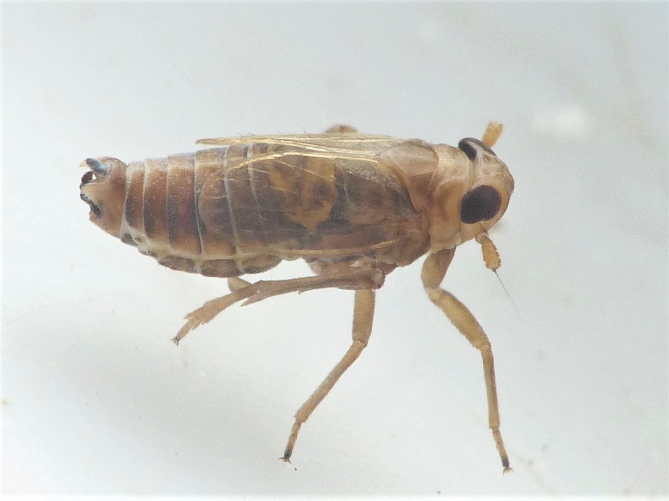 Muellerianella brevipennis (Muellerianella brevipennis)