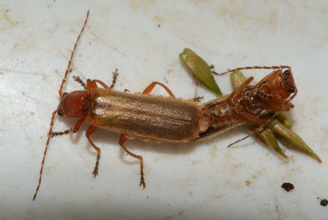 Absidia rufotestacea (Podistra rufotestacea)