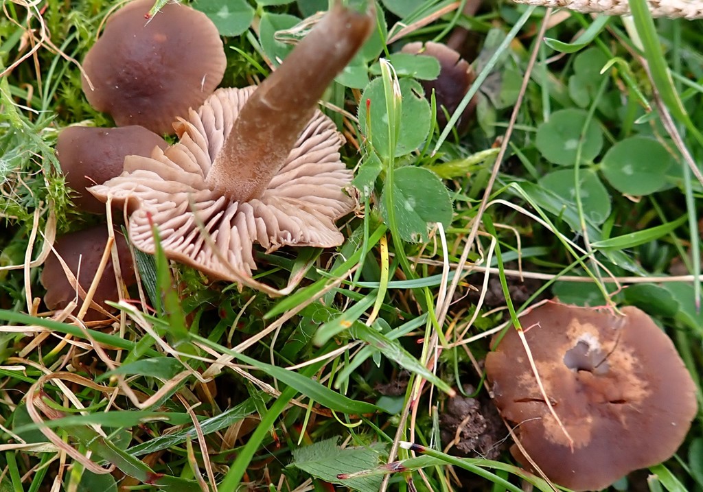 Mark-Nonnehat (Dermoloma pseudocuneifolium)