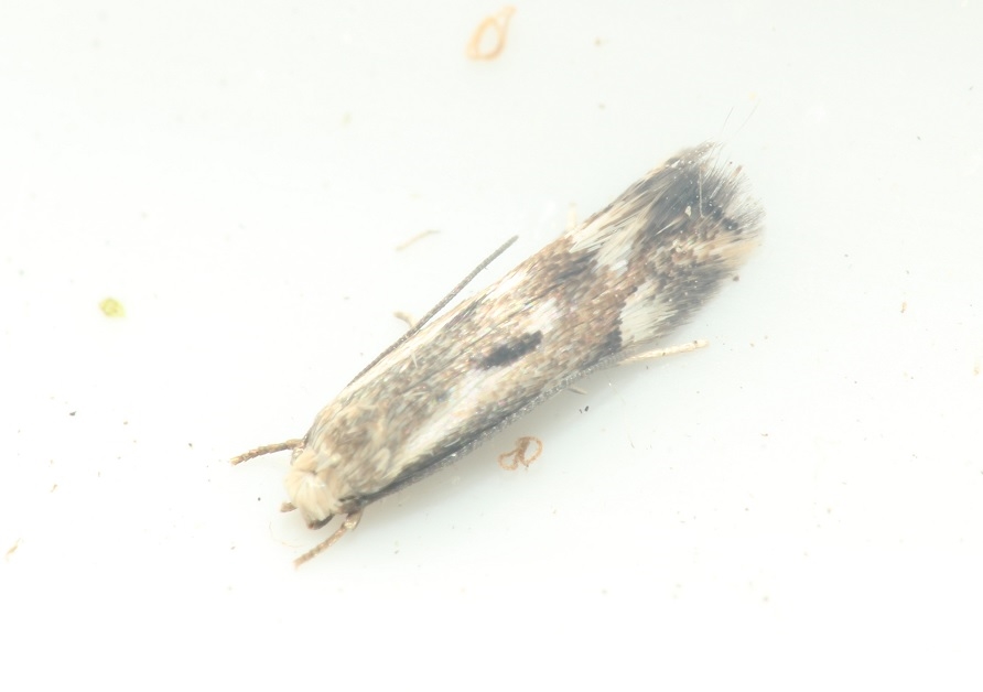 Elachista eleochariella (Elachista eleochariella)