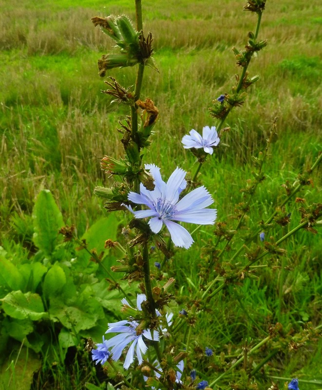 Cikorie (Cichorium intybus)