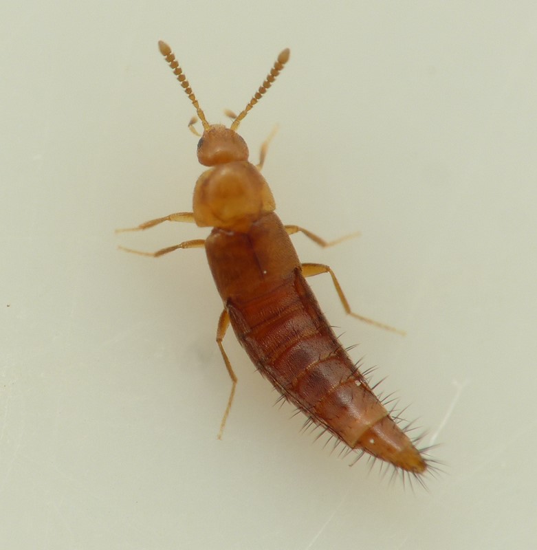 Oxypoda praecox (Oxypoda praecox)