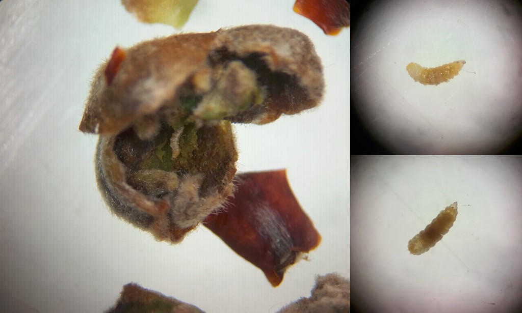 Arthrocnodax coryligallarum (Arthrocnodax coryligallarum)