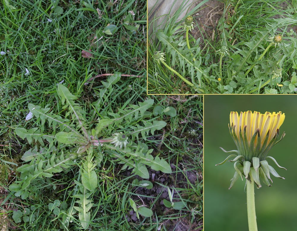 Borgholm-Vejmælkebøtte (Taraxacum lacerifolium)