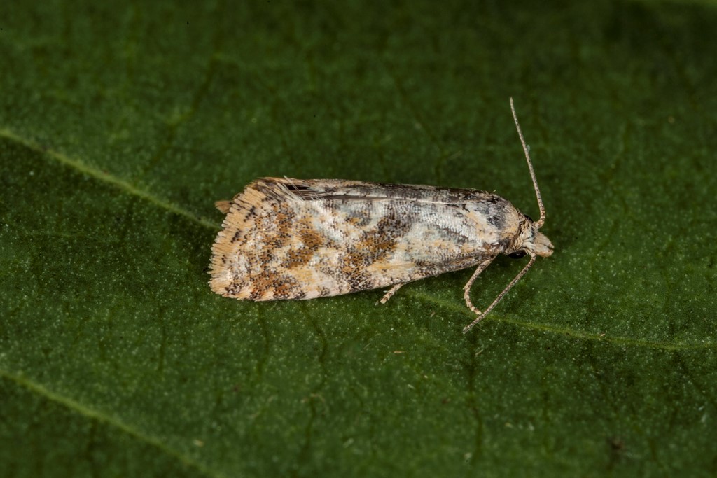 Cochylidia heydeniana (Cochylidia heydeniana)