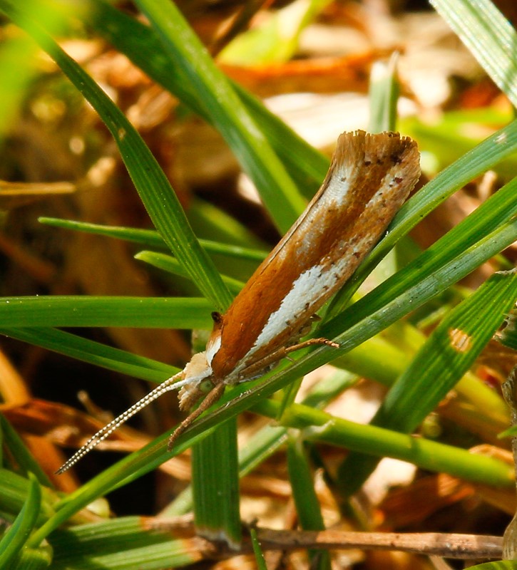 Hvidliniet Møl (Ypsolopha parenthesella)