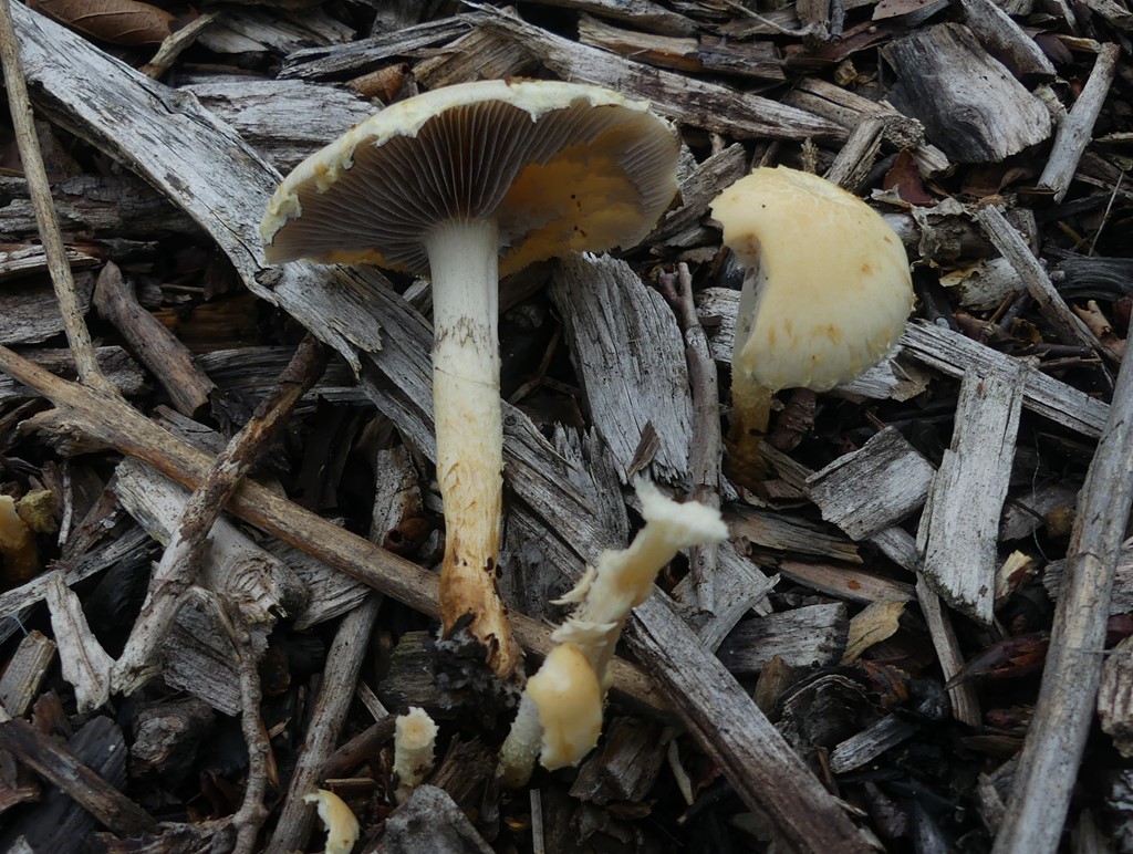 Træflis-Bredblad (Stropholoma percevalii)