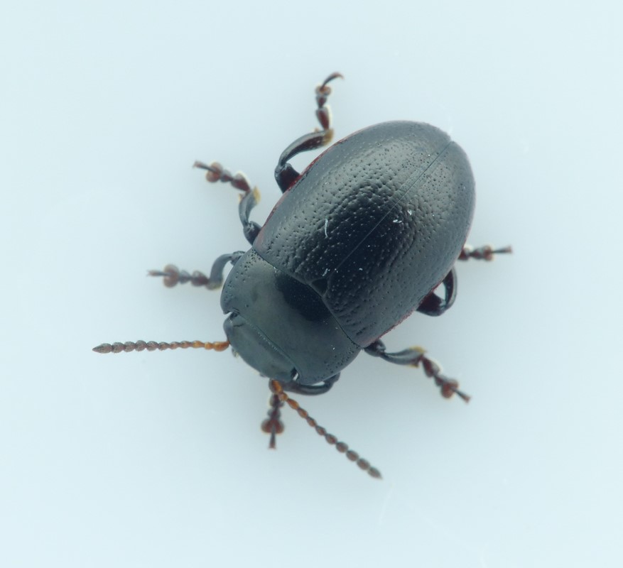 Gulrandet Guldbille (Chrysolina analis)