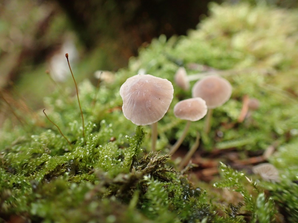 Mycena clavata (Mycena clavata)