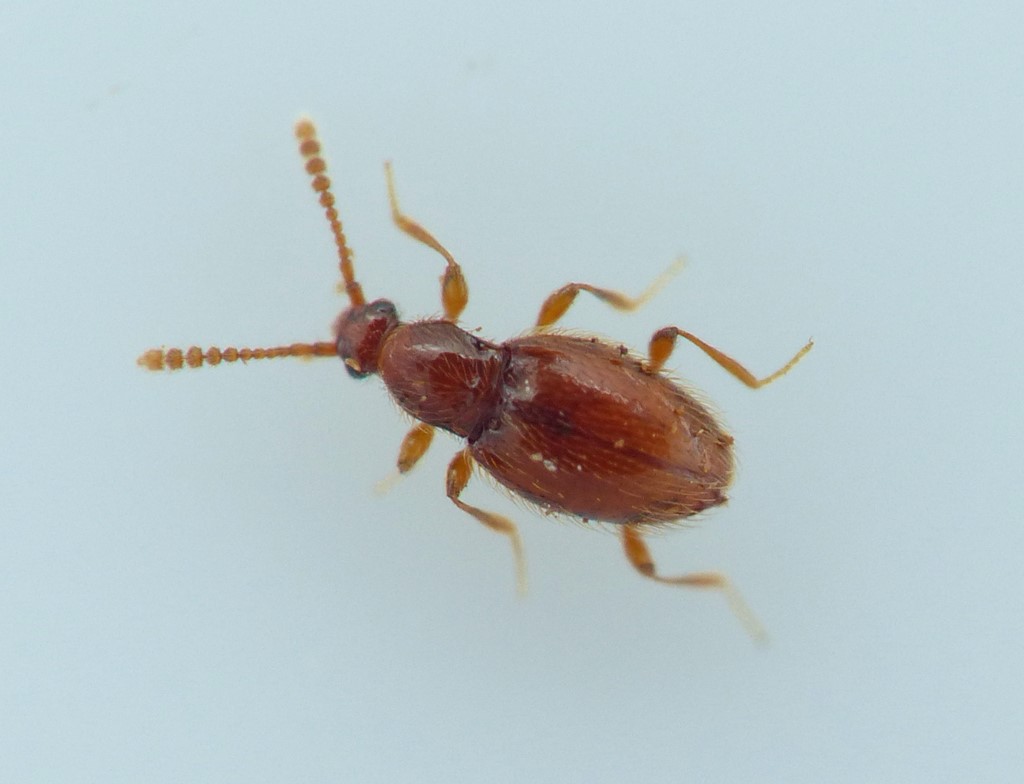 Nevraphes plicicollis (Neuraphes plicicollis)