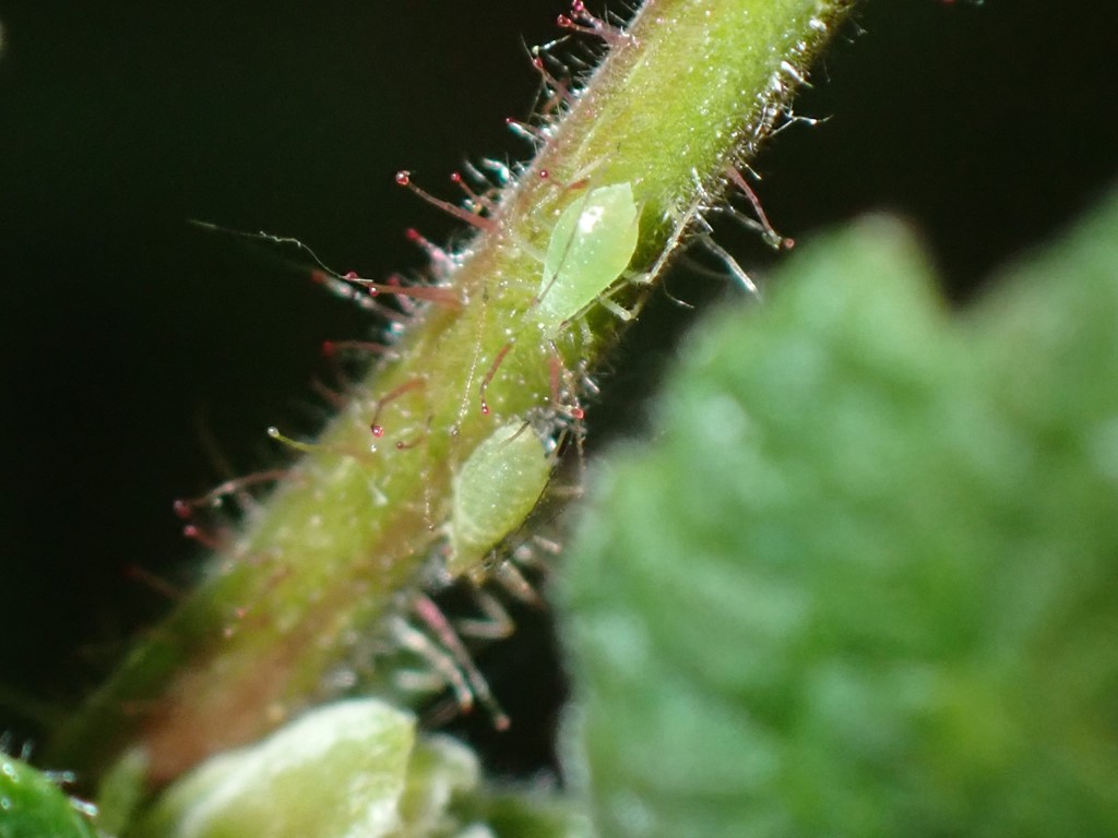 Hasselkvistbladlus (Corylobium avellanae)