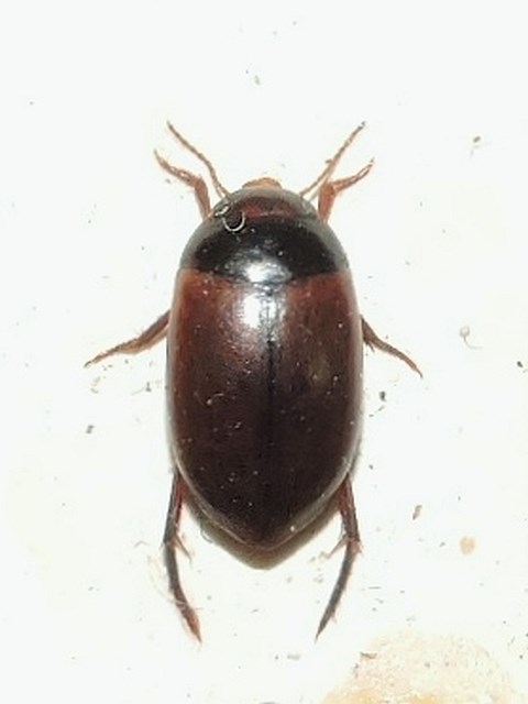 Holmegårds Damvandkalv (Agabus clypealis)