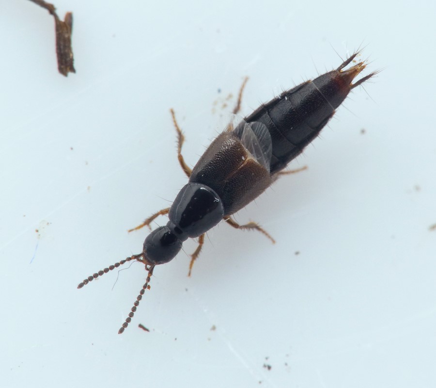 Philonthus albipes (Philonthus albipes)