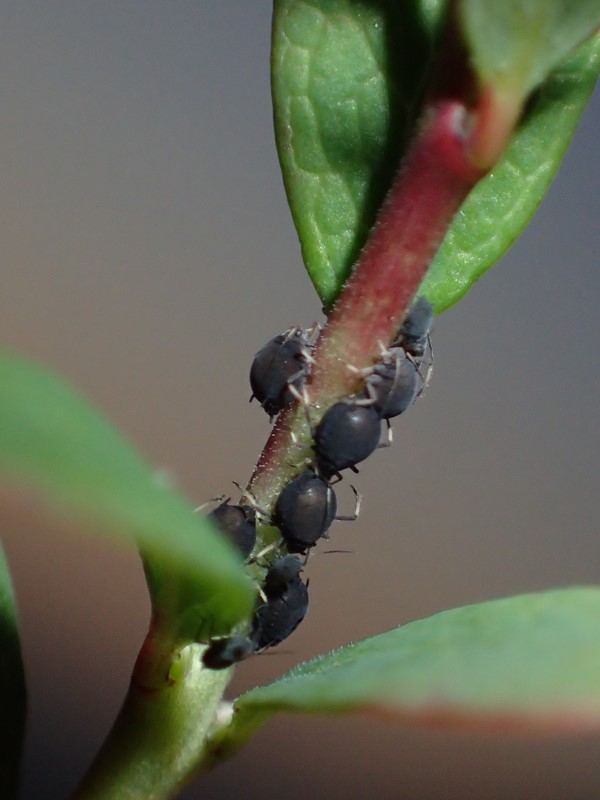 Aphis vaccinii (Aphis vaccinii) - Naturbasen