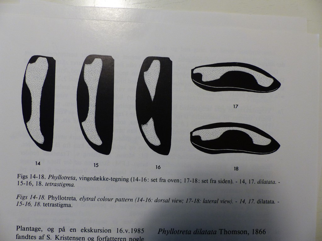 Phyllotreta dilatata (Phyllotreta dilatata)