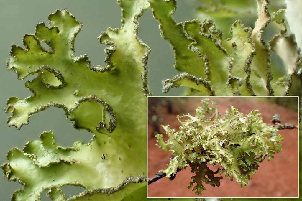Olivenbrun Kruslav (Tuckermanopsis chlorophylla)