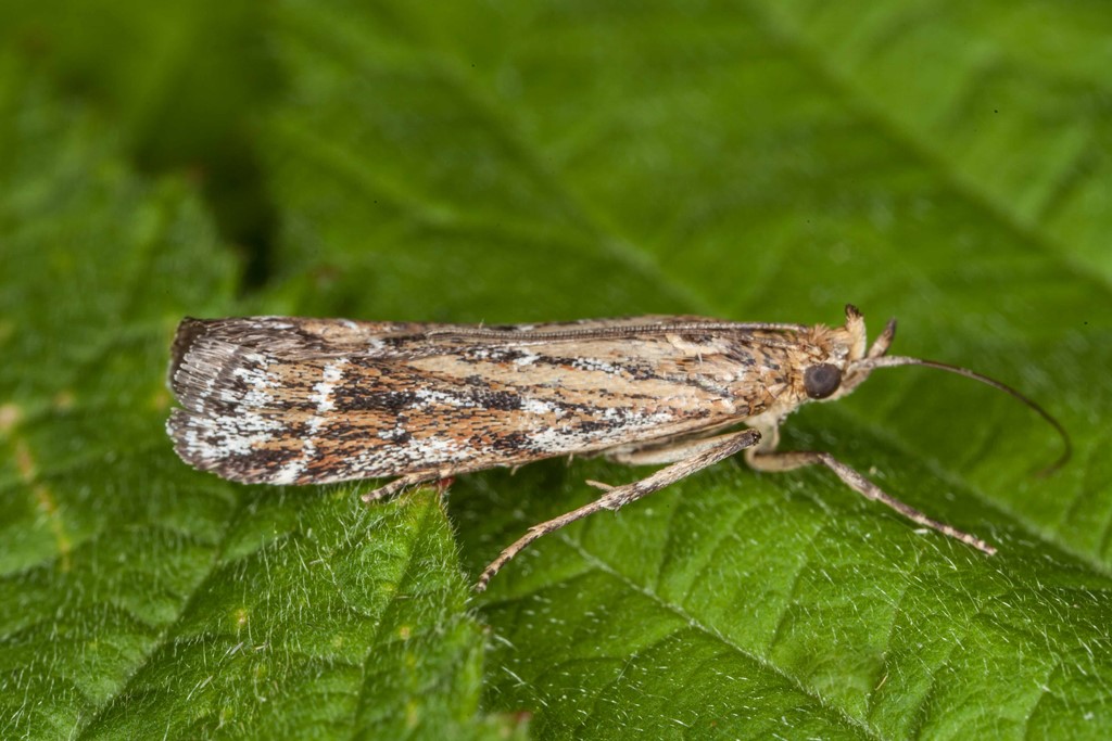 Ligestribet Timianhalvmøl (Pempeliella ornatella)