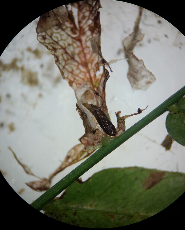 Phyllonorycter nigrescentella (Phyllonorycter nigrescentella)