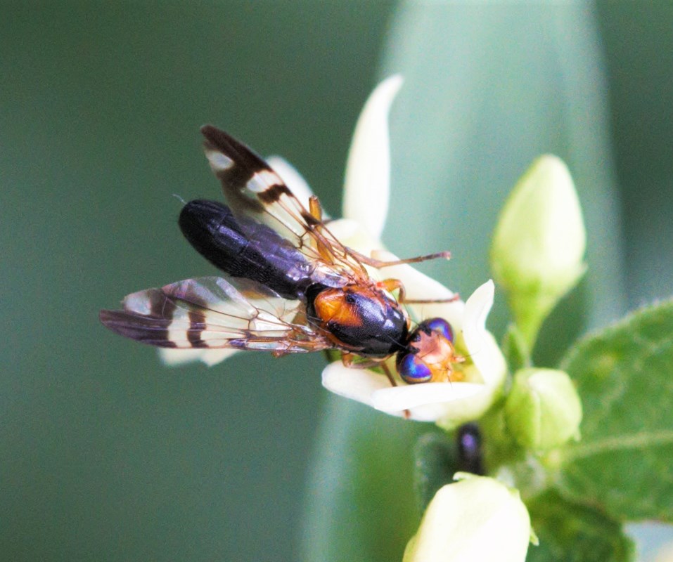 Euphranta connexa (Euphranta connexa)