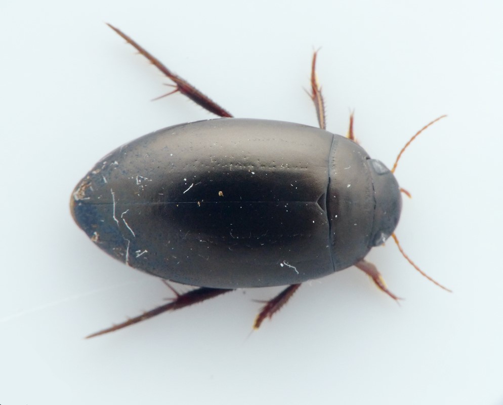 Ilybius subtilis (Ilybius subtilis)