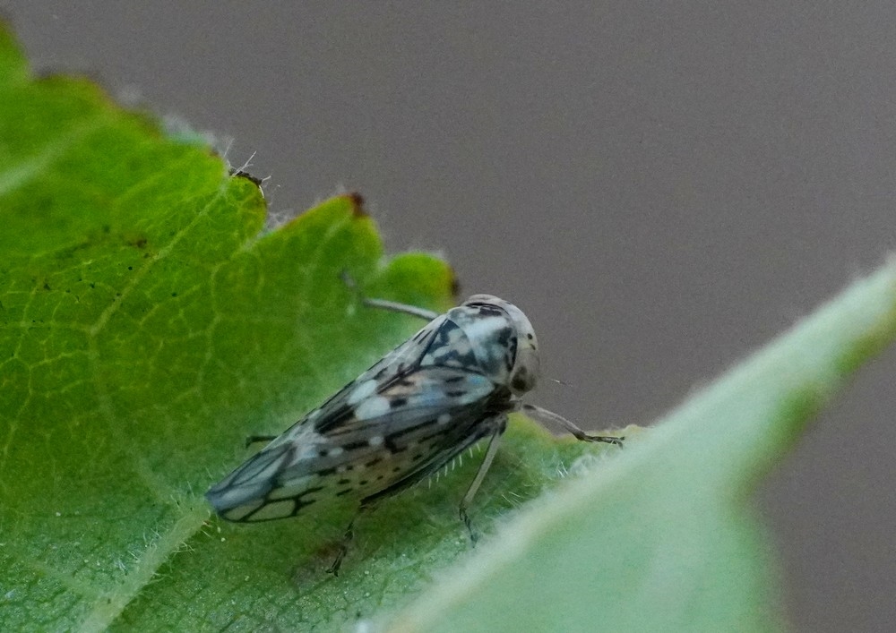 Stenidiocerus poecilus (Stenidiocerus poecilus)