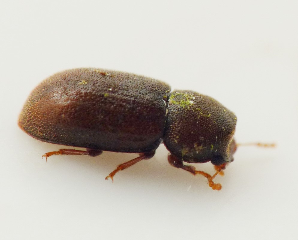 Cis vestitus (Cis vestitus)