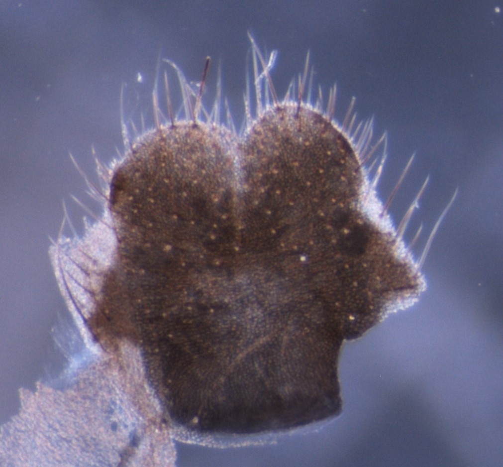 Haematopota subcylindrica (Haematopota subcylindrica)