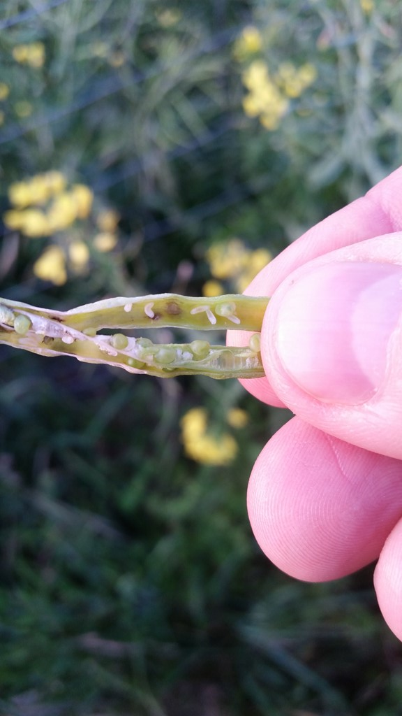 Skulpegalmyg (Dasineura napi)