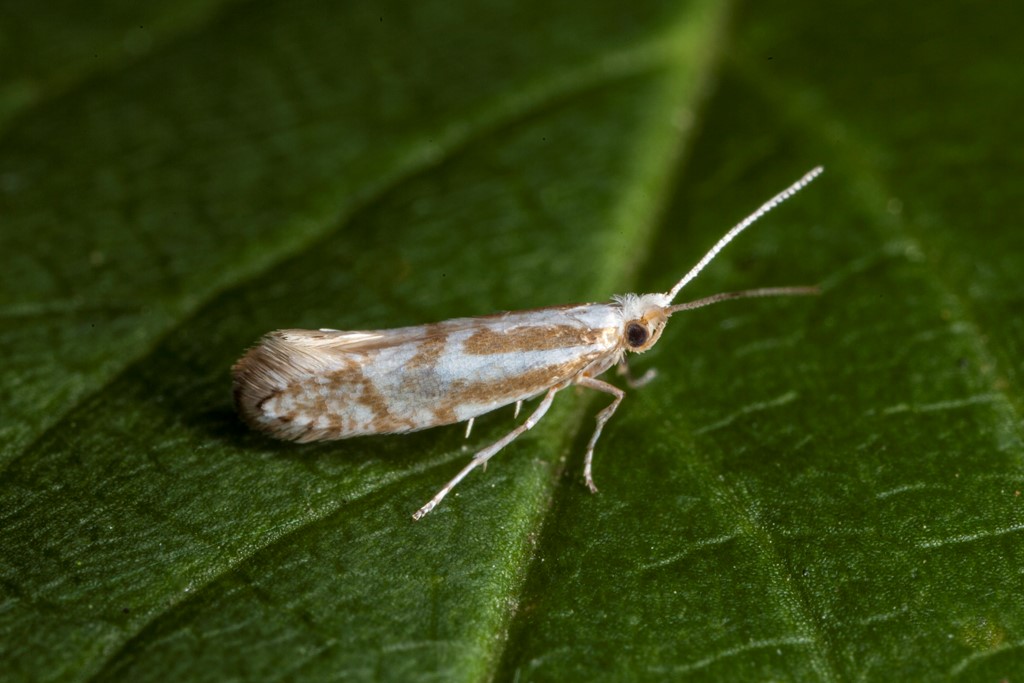 Argyresthia abdominalis (Argyresthia abdominalis)