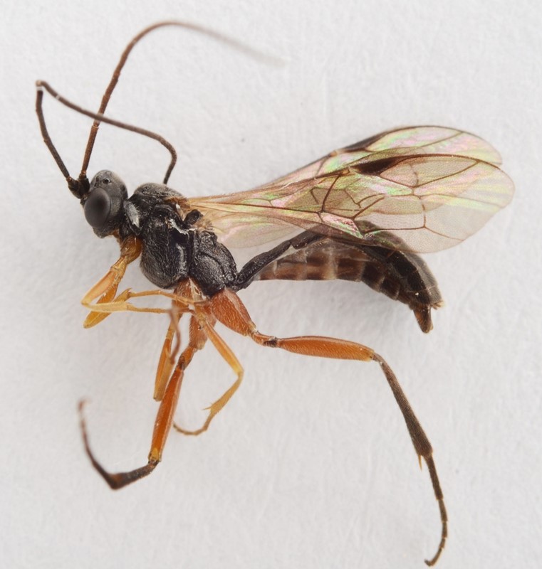 Cylloceria caligata (Cylloceria caligata)