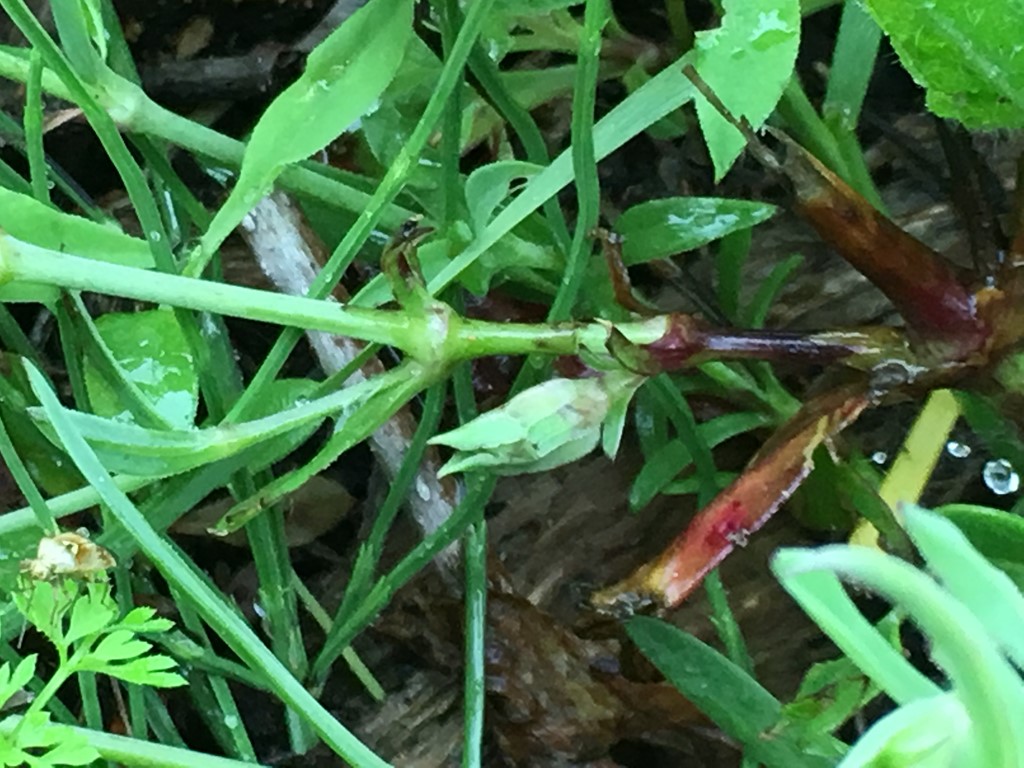 Contarinia cucubali (Contarinia cucubali)