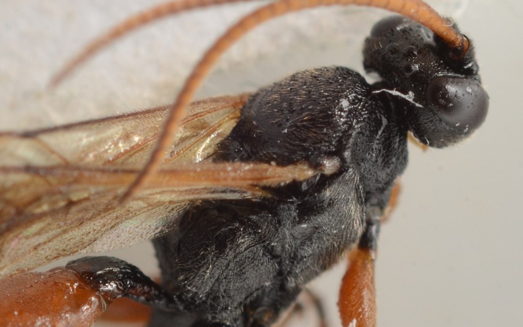 Ichneumon memorator (Ichneumon memorator)