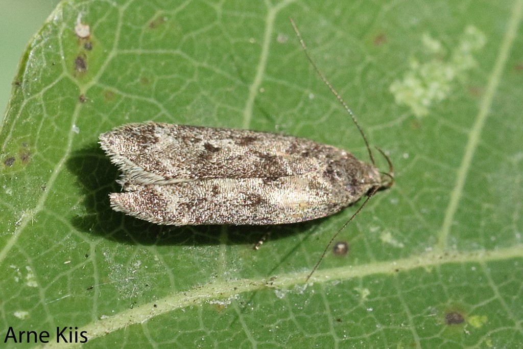 Gelechia cuneatella (Gelechia cuneatella)