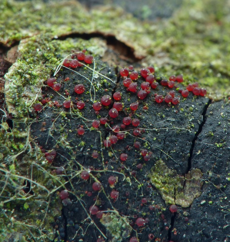 Cosmospora episphaeria (Cosmospora episphaeria)