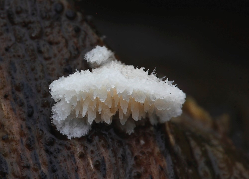 Kvist-Skønpig (Steccherinum oreophilum)