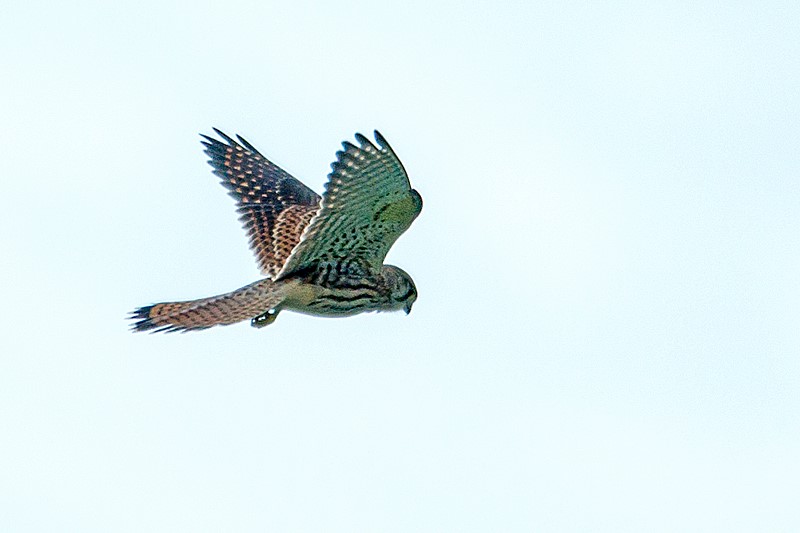 Amerikansk Tårnfalk (Falco sparverius)