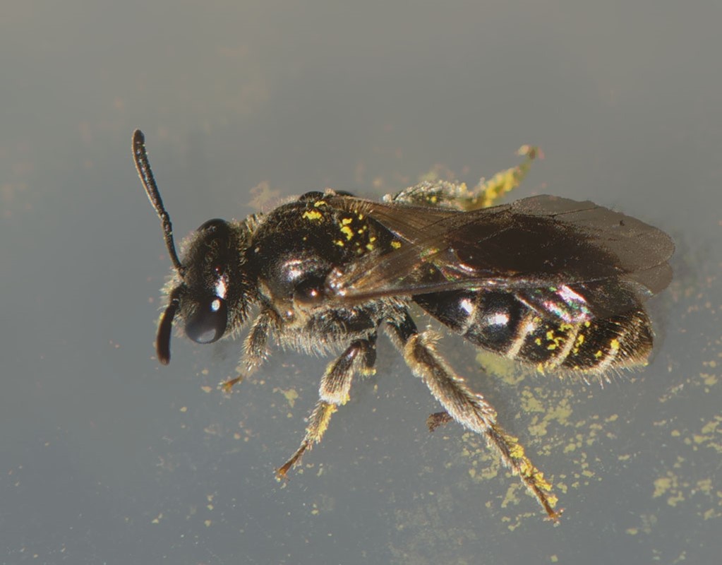 Lasioglossum sexstrigatum s. lat. (Lasioglossum sexstrigatum s. lat.)