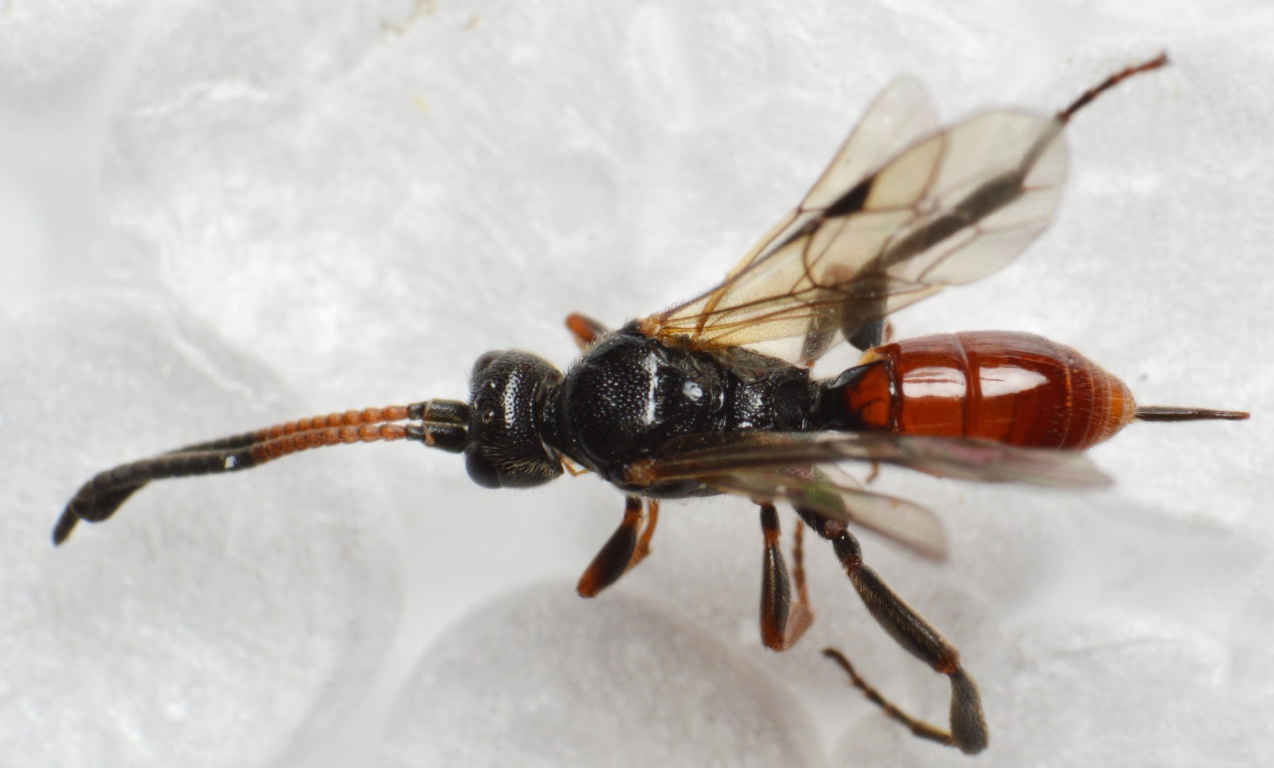 Endasys sp. (Endasys sp.)