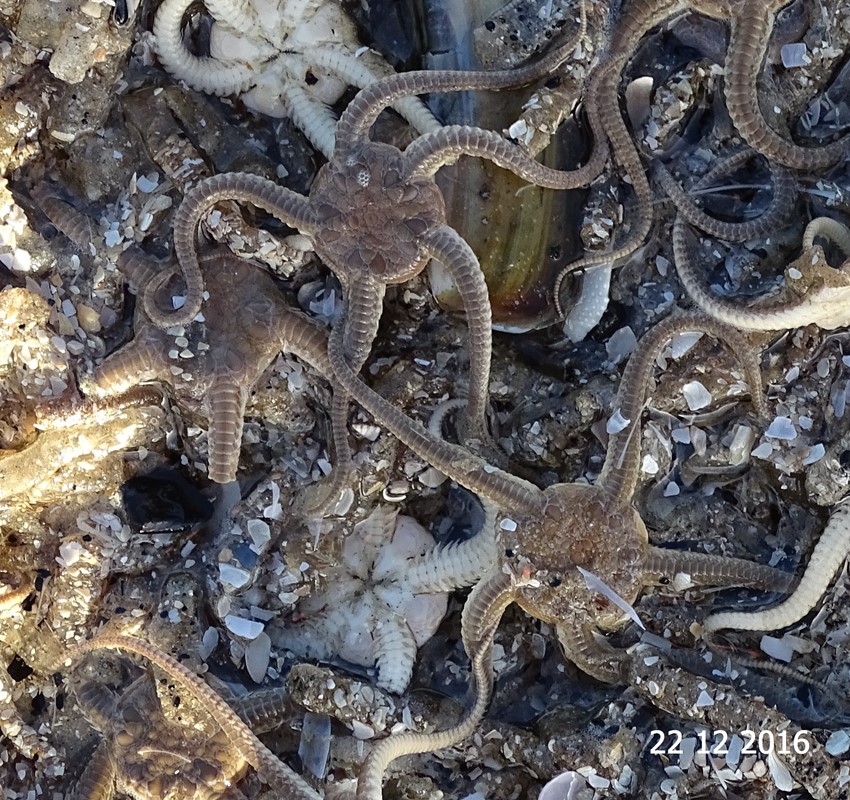 Stor Slangestjerne (Ophiura ophiura)