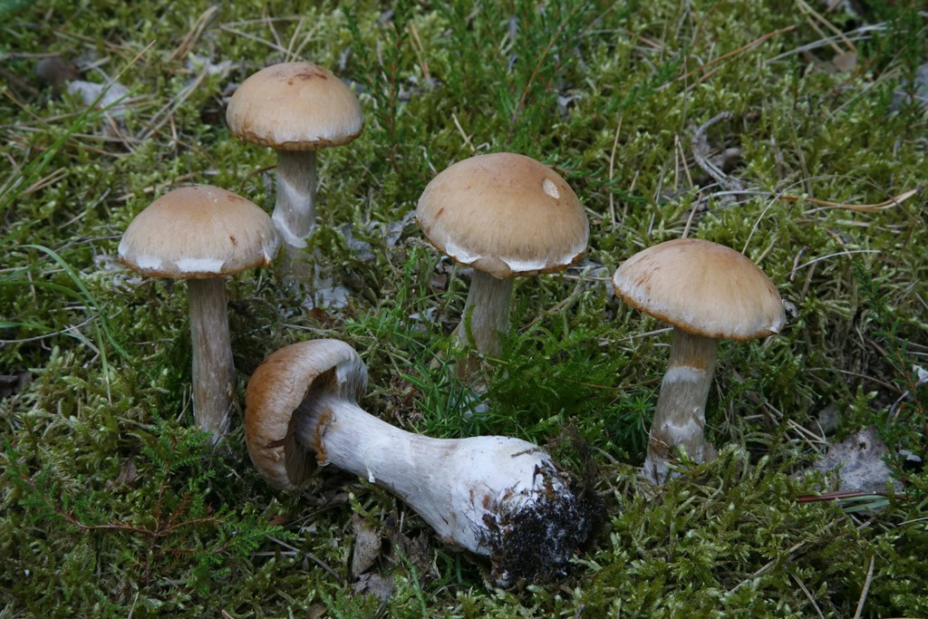 Orangebrun Slørhat (Cortinarius bivelus)