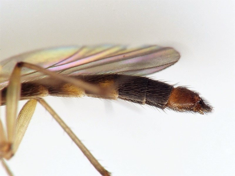 Allodia lugens (Allodia lugens)