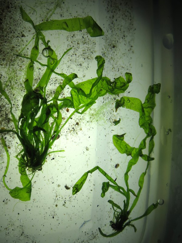 Lille Krusrørhinde (Blidingia minima)