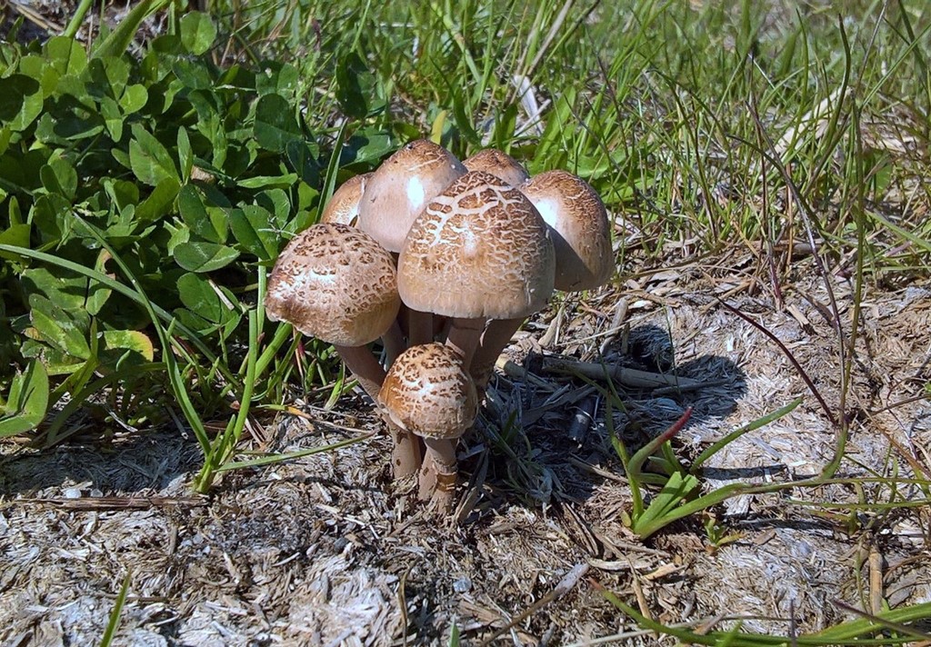 Panaeolus papilionaceus var. capitatocystis (Panaeolus papilionaceus var. capitatocystis)