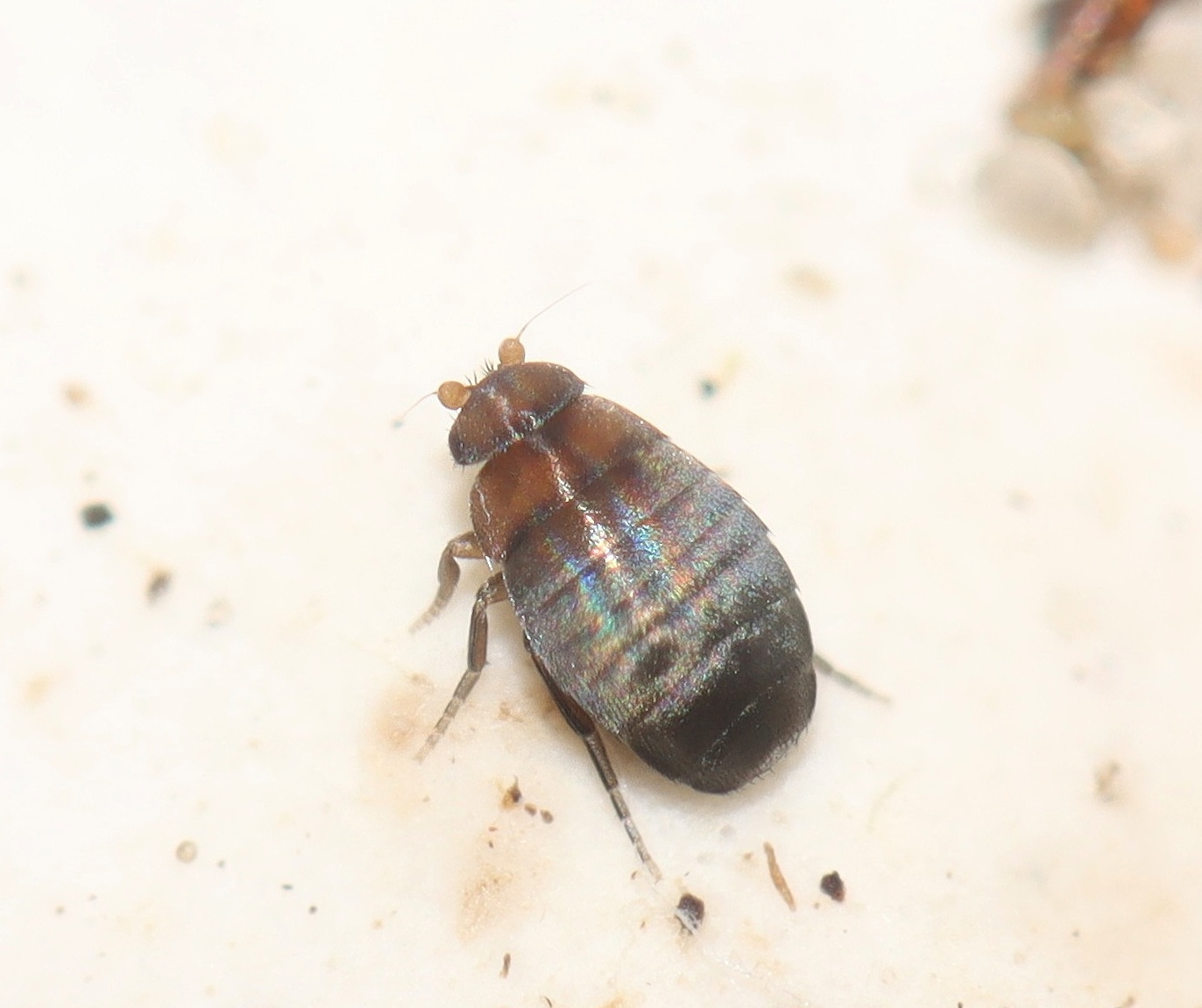 Aenigmatias sp. (Aenigmatias sp.)